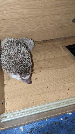 Image 5 of Beautiful hoglets unsexed reduced price