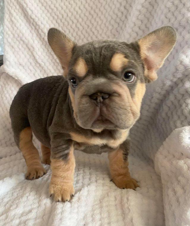 Preloved french hot sale bulldog