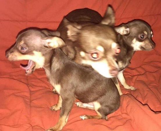 Image 16 of DELILAH - a Delectable, Miniature Chocolate Chihuahua Girl !