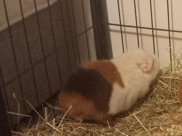 Image 4 of Trio coloured pure breed teddy guinea pig