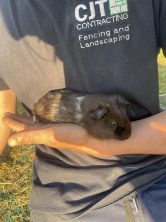 Image 5 of 7 week old male guinea pig