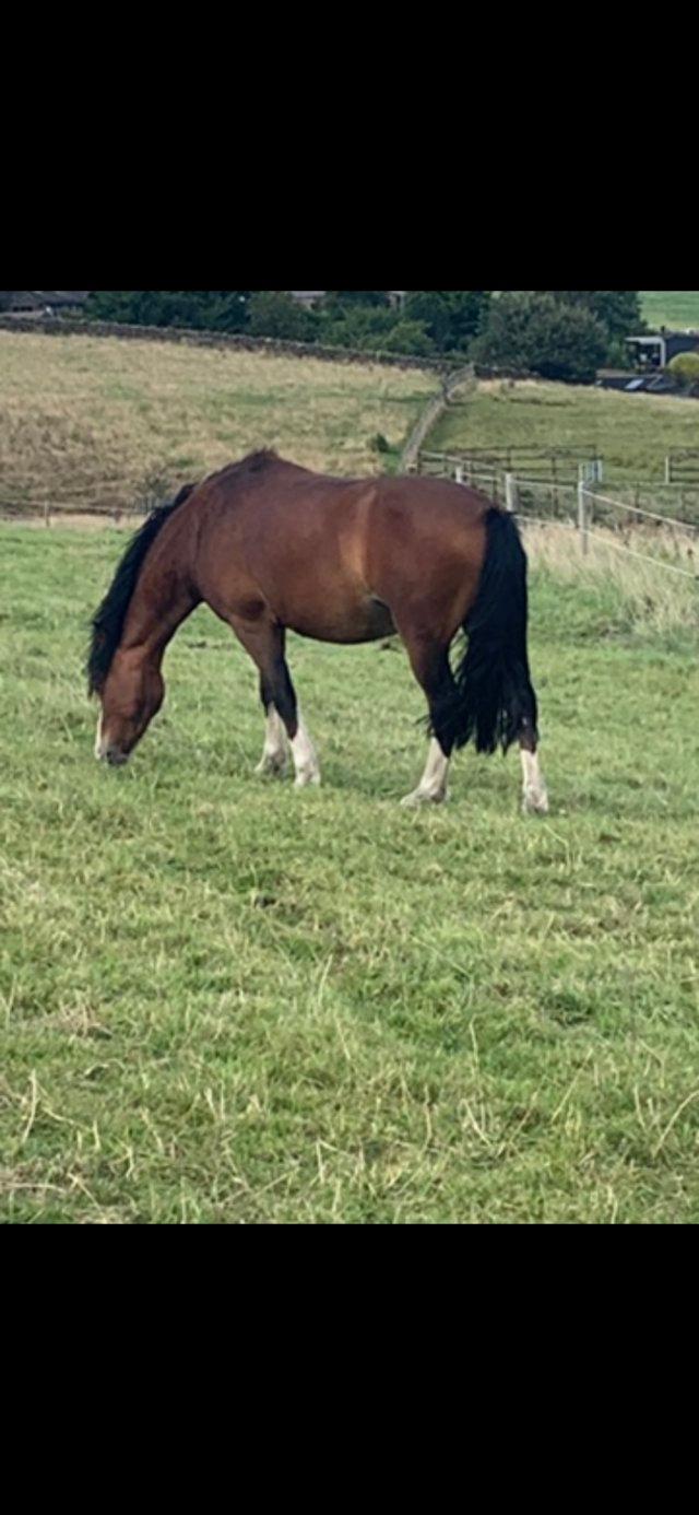 Preview of the first image of Top Class Joyton Welsh Sec C Gelding.