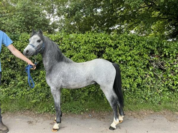 Image 2 of Stunning Yearling colt to make 13/13.2hh