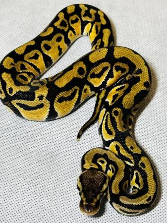 Image 4 of Ball pythons females and males all big