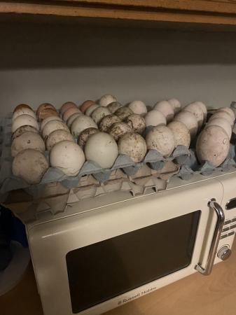 Image 2 of Fertile duck eggs for sale.