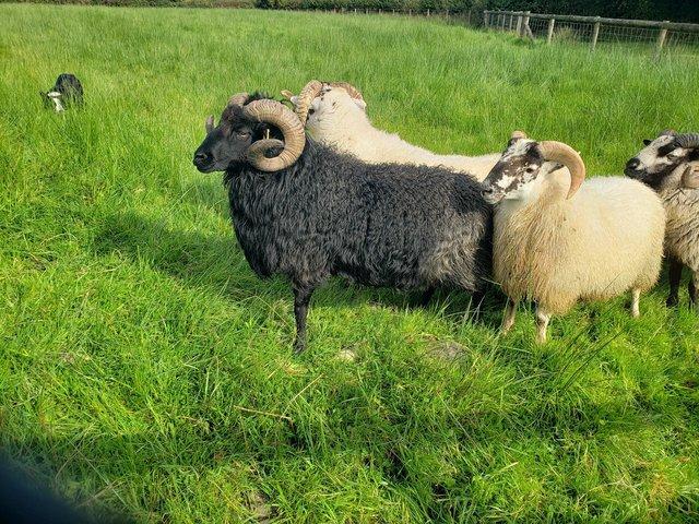 Preview of the first image of Registered hebridean ram, proven.