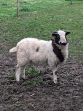 Preview of the first image of jacob weather lamb.........
