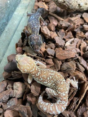 Image 5 of Adult Pictus geckos £40 Each or pairs for £75