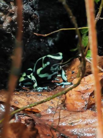 Image 1 of 4 mixed sex Costa Rican dart frogs green and black.