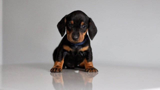 Image 18 of Ready Strong and Healthy Dachshunds