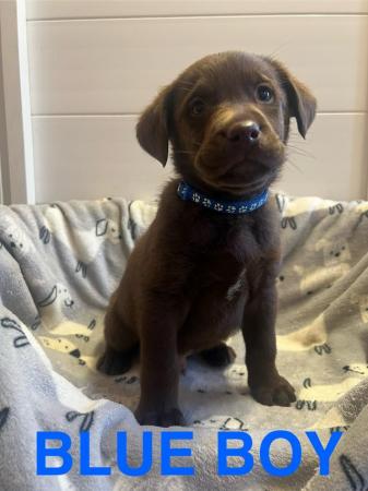 Image 1 of READY NOW! KC Health Tested Chocolate Show Labrador Puppies