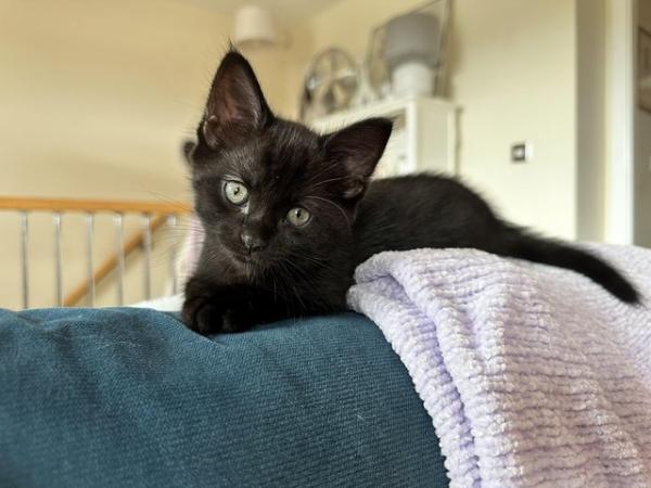 Image 5 of Beautiful pure black kitten for sale