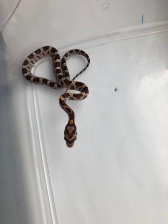 Image 4 of Baby corn snakes for sale pembrokeshire