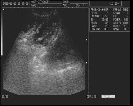 Image 2 of canine ultrasound scanning in your own home