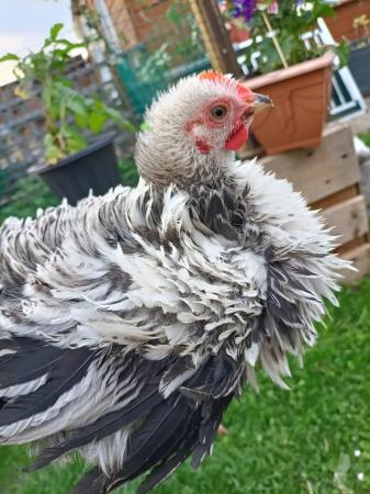 Image 4 of Frizzle feathered/flat coat pet chickens hens and cockerrell