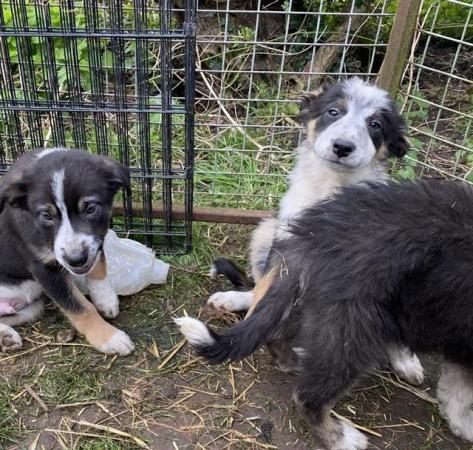 Image 3 of Welsh collie x border collie puppies