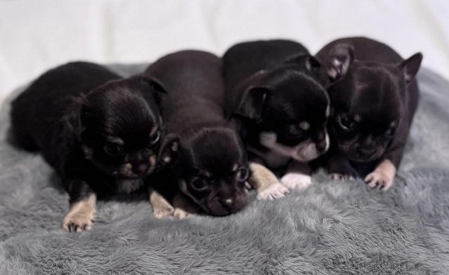 Image 3 of KC reg Gorgeous Chocolate Chihuahua Puppies.