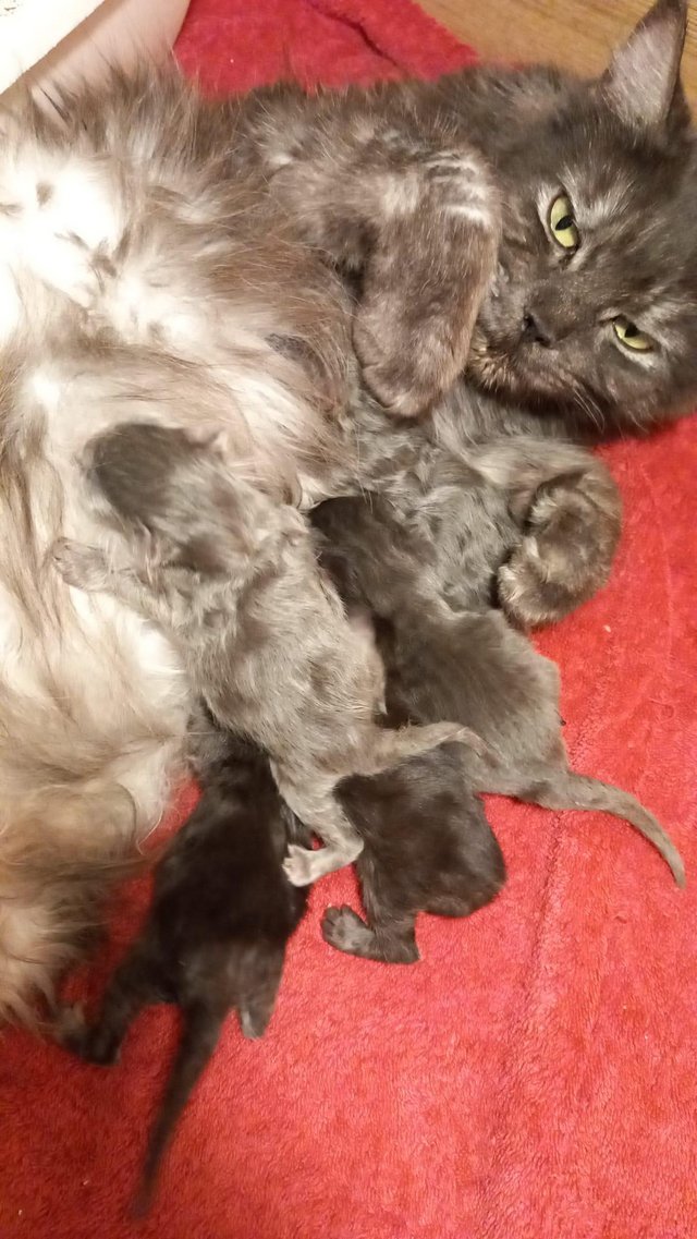 Preview of the first image of Stunning mainecoon kittens * LAST ONE LEFT*.