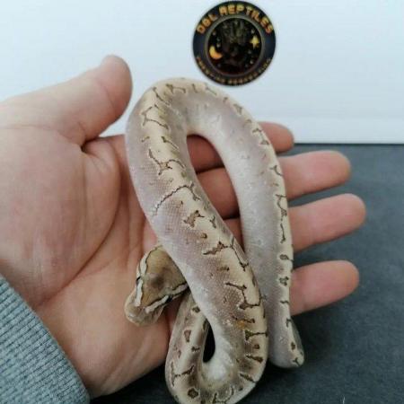 Image 3 of Snakes for sale! Ball pythons and cornsnakes