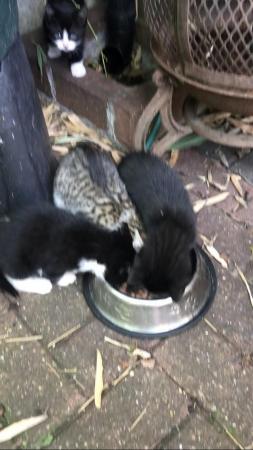 Image 2 of 9 week old kittens need loving new homes