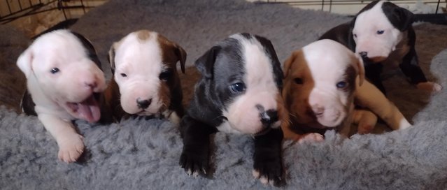 Preview of the first image of For sale 2 male pups looking for new home.