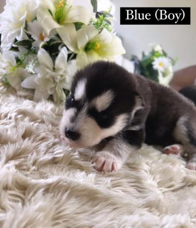 Image 8 of Beautiful Alaskan Malamute X Siberian Husky Puppies For Sale