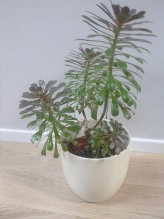 Image 1 of Mature Bushy Aeonium Plant, 25ins. Tall,5 Heads, Excellent