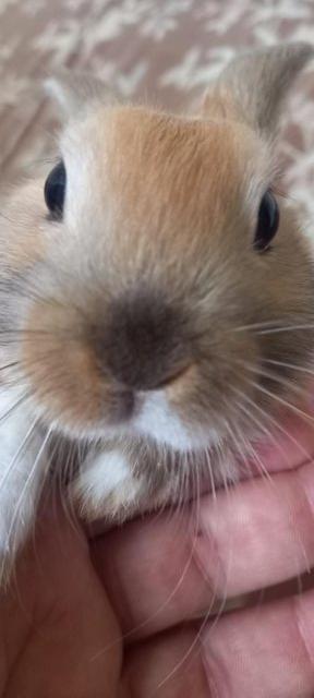 Preview of the first image of Very beautiful young rabbit in Glasgow (Thornliebank).