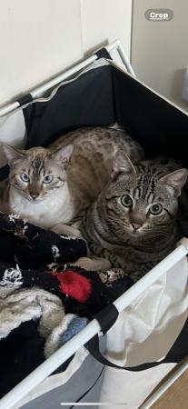 Image 2 of Pure Bengal kittens seeking new homes