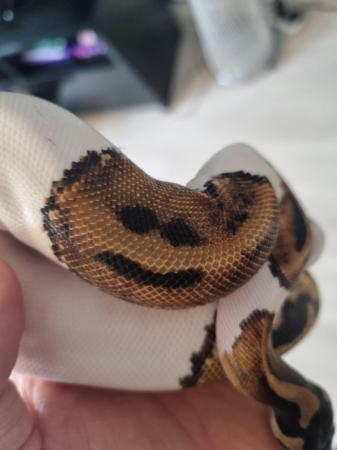 Image 2 of Female pied royal ball python