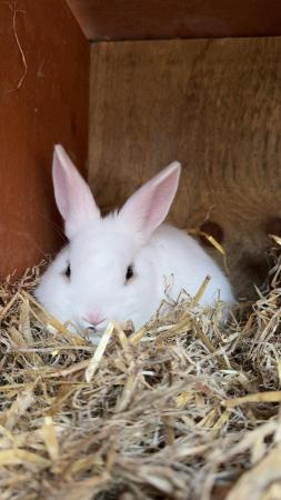 Image 4 of Baby rabbits for looking for their new homes