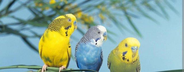 Preview of the first image of Budgies of different colour and ages for sale.