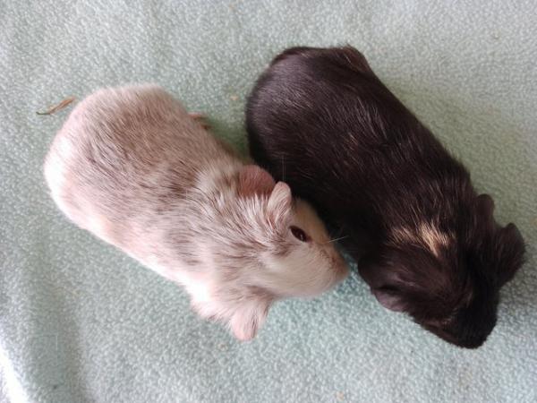Image 5 of Baby Guinea Pigs from great pet showing stock