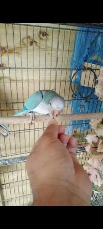 Image 1 of Blue Quaker Parrot Healthy and Active