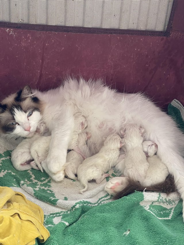 Preview of the first image of Bicolour Ragdoll kittens both presents can be seen with the.