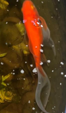 Image 3 of Koi carp goldfish for sale London