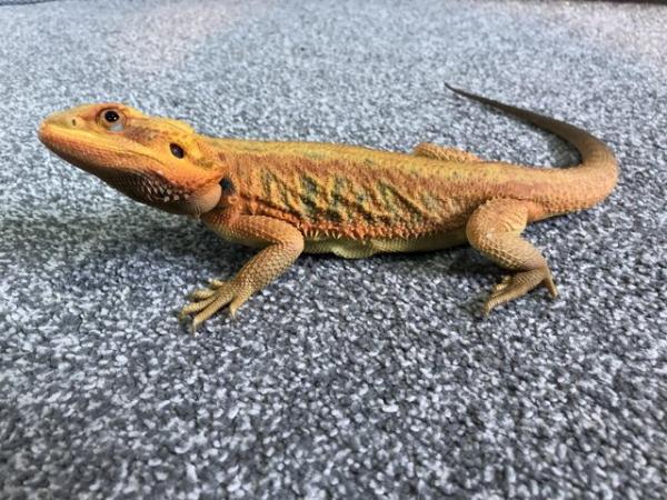 Image 6 of Bearded dragon orange translucent (OPEN TO OFFERS)
