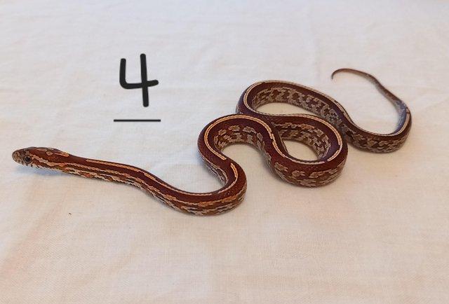 Image 5 of Lavender corn snake clutch with multiple hets