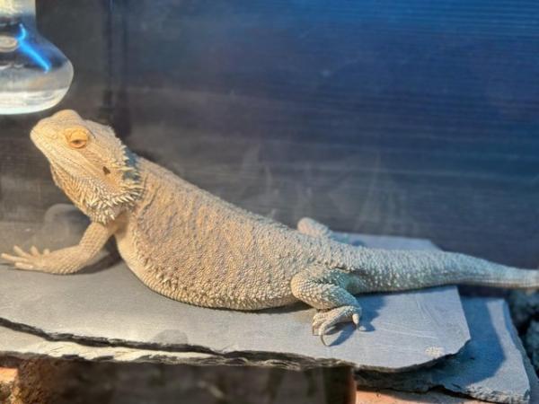 Image 4 of Bearded Dragon with full set up for sale