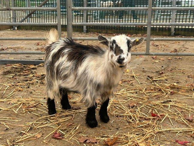 Preview of the first image of Two female Pygmy goats for sale.