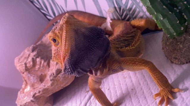 Image 3 of 2 yr old, Male, Red Morph Translucent Bearded Dragon.