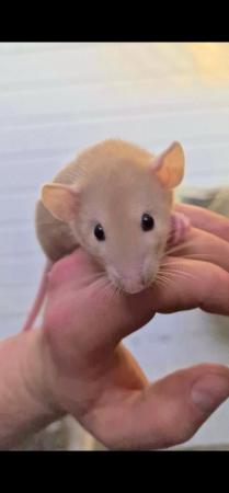 Image 4 of Male and female rats available