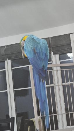 Image 3 of Rainforest Santos Play Gym Top Parrot Cage