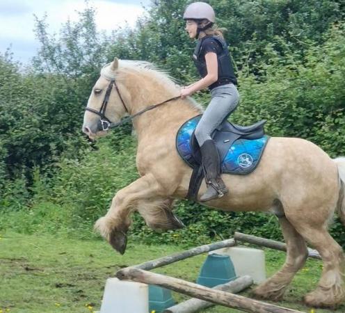 Image 3 of Fantastic horse riding opportunity