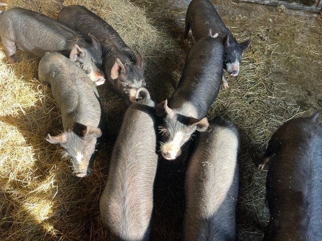 Preview of the first image of Berkshire Weaner Piglets.