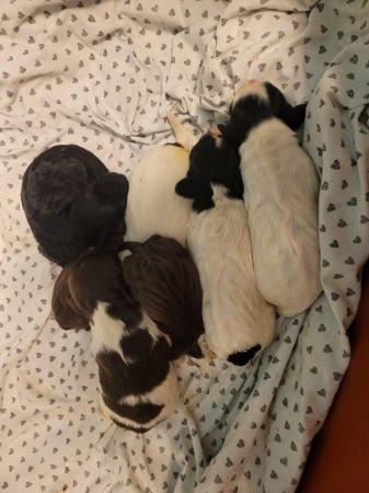 Image 5 of Springer spaniel puppies for sale!