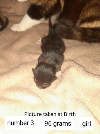 Image 13 of Female Kittens Availalable x3 from a litter of 5