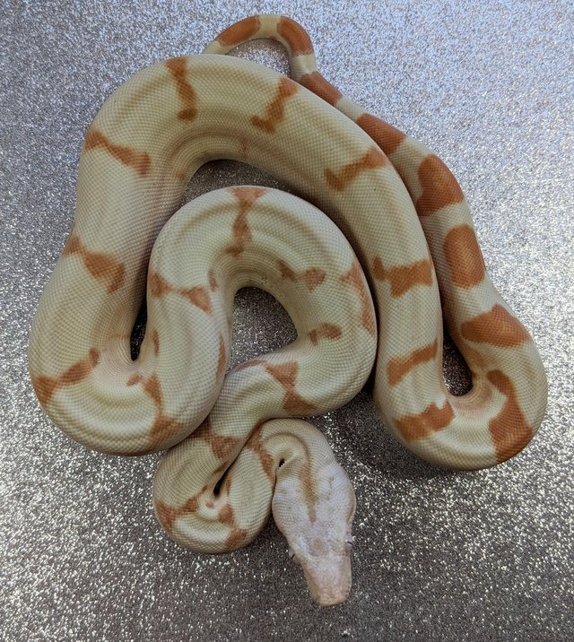 Preview of the first image of Super Sunglow Boa Constrictor het Moonglow female CB 2023.