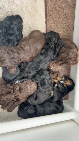 Image 2 of F1 Sproodle springer x mini poodle puppies