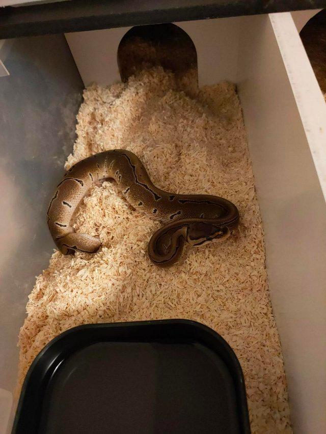 Preview of the first image of CB23 Various Royal Pythons for sale.